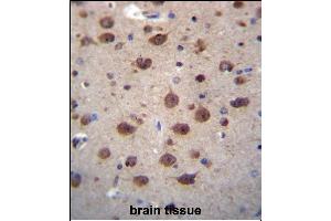 PNKD Antibody (N-term) (ABIN656498 and ABIN2845773) immunohistochemistry analysis in formalin fixed and paraffin embedded human brain tissue followed by peroxidase conjugation of the secondary antibody and DAB staining. (PNKD anticorps  (N-Term))