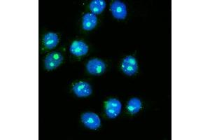 IF analysis of NOLA1/GAR1 using anti-NOLA1/GAR1 antibody (ABIN7602076). (GAR1 anticorps  (AA 58-165))