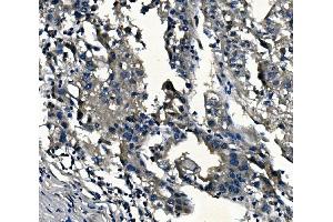 IHC analysis of ADRA1A using anti-ADRA1A antibody (ABIN3043732). (alpha 1 Adrenergic Receptor anticorps  (C-Term))