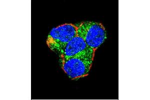 Confocal immunofluorescent analysis of AKT2 Antibody (Center) (ABIN391023 and ABIN2841193) with 293 cell followed by Alexa Fluor 488-conjugated goat anti-rabbit lgG (green).