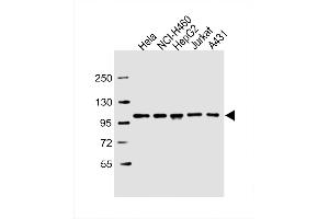 Western Blot at 1:2000 dilution Lane 1: Hela whole cell lysate Lane 2: NCI-H460 whole cell lysate Lane 3: HepG2 whole cell lysate Lane 4: Jurkat whole cell lysate Lane 5: A431 whole cell lysate Lysates/proteins at 20 ug per lane. (SFPQ anticorps  (C-Term))