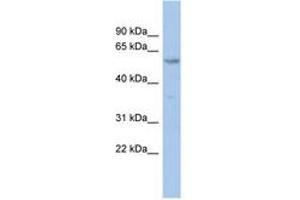 Image no. 1 for anti-Zinc Finger Protein 8 (ZNF8) (AA 35-84) antibody (ABIN6742389) (ZNF8 anticorps  (AA 35-84))