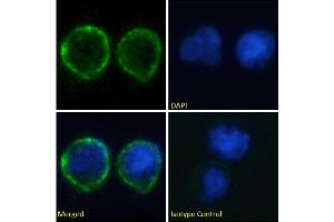 Immunofluorescence staining of fixed Daudi cells with anti-CD80 antibody IDEC-114 (Galiximab). (Recombinant CD80 (Galiximab Biosimilar) anticorps)