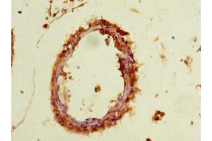 Immunohistochemistry of paraffin-embedded human testis tissue using ABIN7166892 at dilution of 1:100