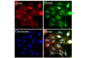 HeLa cells were stained with monoclonal anti-TYMS antibody (Green).