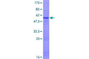 Image no. 1 for Glutathione S-Transferase omega 2 (GSTO2) (AA 1-243) protein (GST tag) (ABIN1306096)