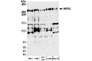 anti-Nipped-B like Protein (NIPBL) (AA 1025-1075) antibody