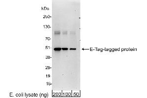 Western Blotting (WB) image for anti-E Tag antibody (HRP) (ABIN7795576) (E Tag anticorps  (HRP))