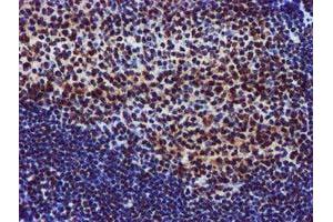 Image no. 6 for anti-Glutathione S-Transferase theta 2 (GSTT2) antibody (ABIN1498553) (GSTT2 anticorps)