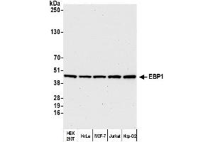 anti-Proliferation-Associated 2G4, 38kDa (PA2G4) (AA 300-345) antibody