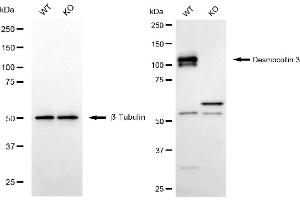 Western blotting analysis using desmocollin 3 antibody (ABIN7798316).
