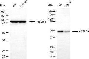 Western blotting analysis using actin like 6A antibody (ABIN7797456). (BAF53A anticorps)