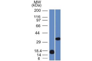 Western Blot of (A) Recombinant human Galectin-13 fragment And (B) K562 cell lysate using Galeactin-13 Monoclonal Antibody (PP13/1161).