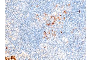 ABIN6267222 at 1/100 staining mouse spleen tissue sections by IHC-P.