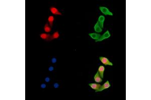 ABIN7095488 and ABIN7099545 staining Hela cells by IF/ICC. (UBXN7 anticorps)