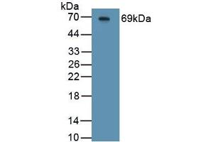 Detection of Recombinant HJV, Mouse using Polyclonal Antibody to Hemojuvelin (HJV) (HFE2 anticorps  (AA 34-393))