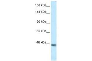 Image no. 1 for anti-Potassium Voltage-Gated Channel, KQT-Like Subfamily, Member 2 (KCNQ2) (AA 182-231) antibody (ABIN6747559) (KCNQ2 anticorps  (AA 182-231))