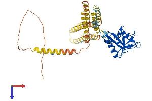 AlphaFold protein structure predicition of Human Recombinant CLEC4M Protein, UniprotID Q9H2X3