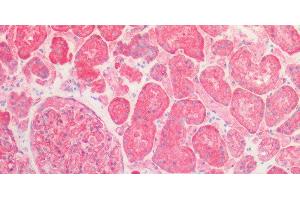 Immunohistochemistry of paraffin-embedded Human kidney using SPTAN1 Polyclonal Antibody at dilution of 1:100.
