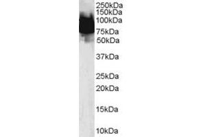 ABIN184764 (0. (KLF4 anticorps  (N-Term))