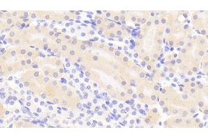 Detection of CTH in Mouse Kidney Tissue using Polyclonal Antibody to Cystathionine (CTH)
