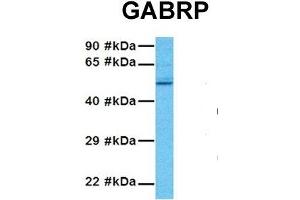 Host:  Rabbit  Target Name:  GABRP  Sample Tissue:  Human 293T  Antibody Dilution:  1. (GABRP anticorps  (N-Term))