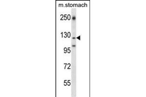 LC2 Antibody (Center) (ABIN657905 and ABIN2846856) western blot analysis in mouse stomach tissue lysates (35 μg/lane). (LAMC2 anticorps  (AA 941-970))