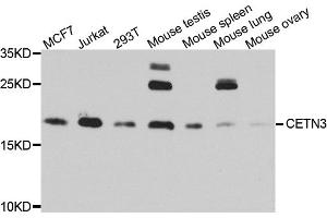 Western blot analysis of extracts of various cell lines, using CETN3 antibody.