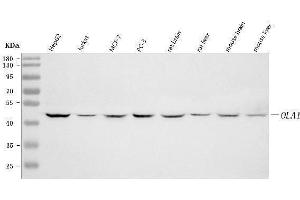 Western blot analysis of GTPBP9/OLA1 using anti-GTPBP9/OLA1 antibody (ABIN7602489).