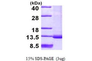 SDS-PAGE (SDS) image for Small Nuclear Ribonucleoprotein Polypeptide F (SNRPF) (AA 1-86) protein (His tag) (ABIN667847)
