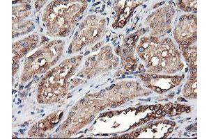 Immunohistochemical staining of paraffin-embedded Human Kidney tissue using anti-TUBAL3 mouse monoclonal antibody. (TUBAL3 anticorps  (AA 150-446))