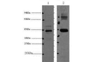 Western Blot analysis of 1) HepG2, 2) Mouse kidney using AMACR Monoclonal Antibody at dilution of 1:1000. (AMACR anticorps)