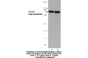 Image no. 1 for anti-Thimet Oligopeptidase 1 (THOP1) (AA 56-72) antibody (ABIN363284) (Thimet Oligopeptidase 1 anticorps  (AA 56-72))