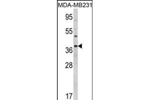 Western blot analysis of BAG1 Antibody (C-term) (ABIN389451 and ABIN2839520) in MDA-M cell line lysates (35 μg/lane).