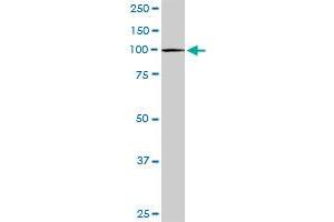 CBL MaxPab rabbit polyclonal antibody. (CBL anticorps  (AA 1-906))