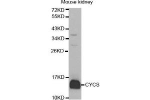 Western Blotting (WB) image for anti-Cytochrome C, Somatic (CYCS) (AA 1-105) antibody (ABIN3020719)