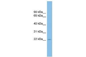 EBI3 antibody used at 1 ug/ml to detect target protein. (EBI3 anticorps  (Middle Region))