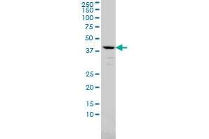 AMBP monoclonal antibody (M01), clone 3F1 Western Blot analysis of AMBP expression in A-549 .