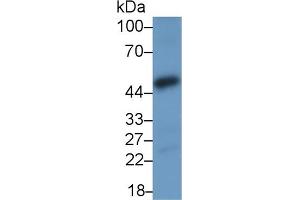Detection of NFkB in MCF7 cell lysate using Polyclonal Antibody to Nuclear Factor Kappa B (NFkB)