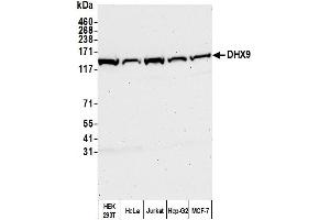 Western Blotting (WB) image for anti-ATP-Dependent RNA Helicase A (DHX9) (C-Term) antibody (ABIN7453848)