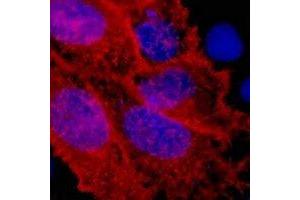 anti-V5 Epitope Tag antibody
