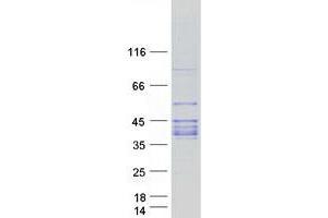 Validation with Western Blot (ABO Protein (Myc-DYKDDDDK Tag))