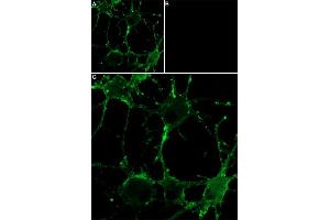 Unlabeled ω-Conotoxin MVIIC successfully blocks ω-Conotoxin MVIIC-ATTO Fluor-647N binding.