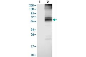 Western blot analysis of Lane 1: Negative control (vector only transfected HEK293T lysate), Lane 2: Over-expression Lysate (Co-expressed with a C-terminal myc-DDK tag (~3. (SLC7A4 anticorps)