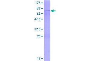 Image no. 1 for Polymerase (DNA-Directed), delta Interacting Protein 2 (POLDIP2) (AA 1-368) protein (GST tag) (ABIN1315632)