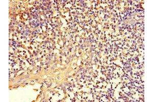 Immunohistochemistry of paraffin-embedded human tonsil tissue using ABIN7151671 at dilution of 1:100 (NFE2L1 anticorps  (AA 251-550))