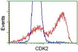 HEK293T cells transfected with either RC200494 overexpress plasmid (Red) or empty vector control plasmid (Blue) were immunostained by anti-CDK2 antibody (ABIN2454606), and then analyzed by flow cytometry. (CDK2 anticorps)