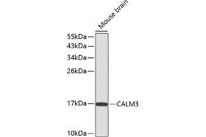 Western blot analysis of extracts of mouse brain, using C antibody (ABIN3021589, ABIN3021590, ABIN3021591 and ABIN6215299). (Calmodulin 3 anticorps  (AA 1-100))