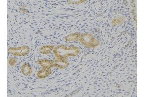 ABIN6276793 at 1/100 staining Human uterus tissue by IHC-P. (IL-7 anticorps  (C-Term))