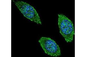 Immunofluorescence (IF) image for anti-Colony Stimulating Factor 2 (Granulocyte-Macrophage) (CSF2) antibody (ABIN2995782) (GM-CSF anticorps)
